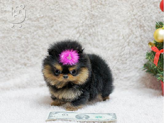 PoulaTo: Pomeranian κουτάβια - Ready